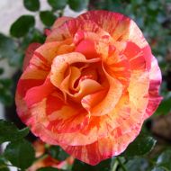 Троянда флорибунда Альфред Сіслей в контейнері